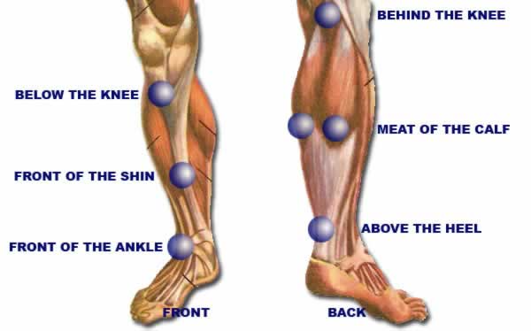 Leg pain anatomy